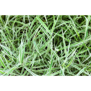 Ostrica japonská (Carex morrowii) ´ICE DANCE´ kont. P9